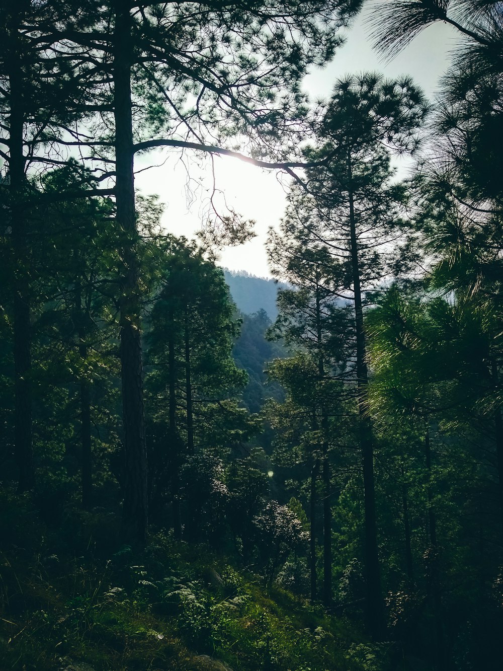 low angle photo of trees