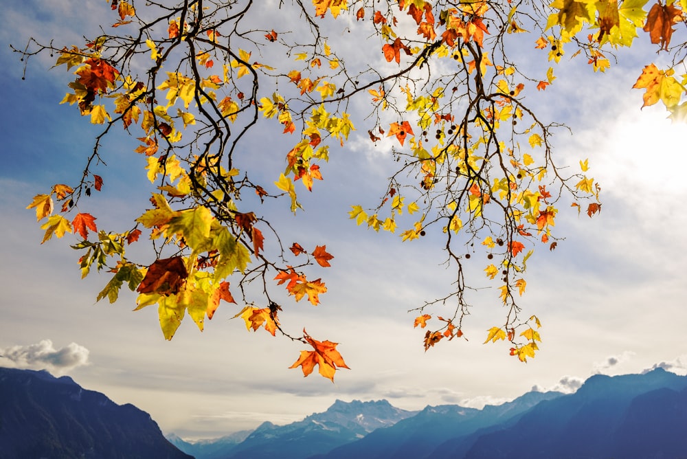 low angle photo of green-leafed trees