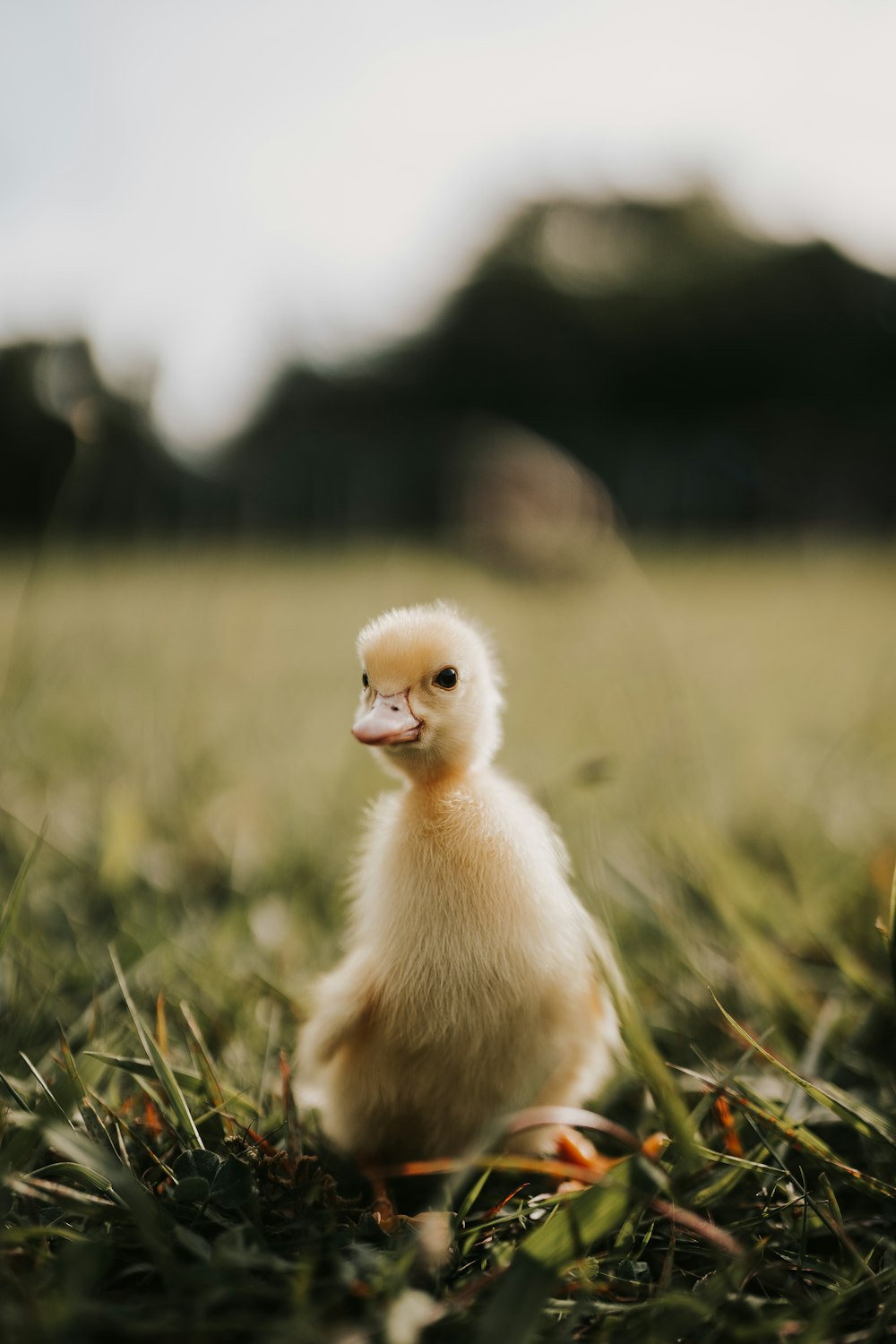 Foto de enfoque selectivo de pollito