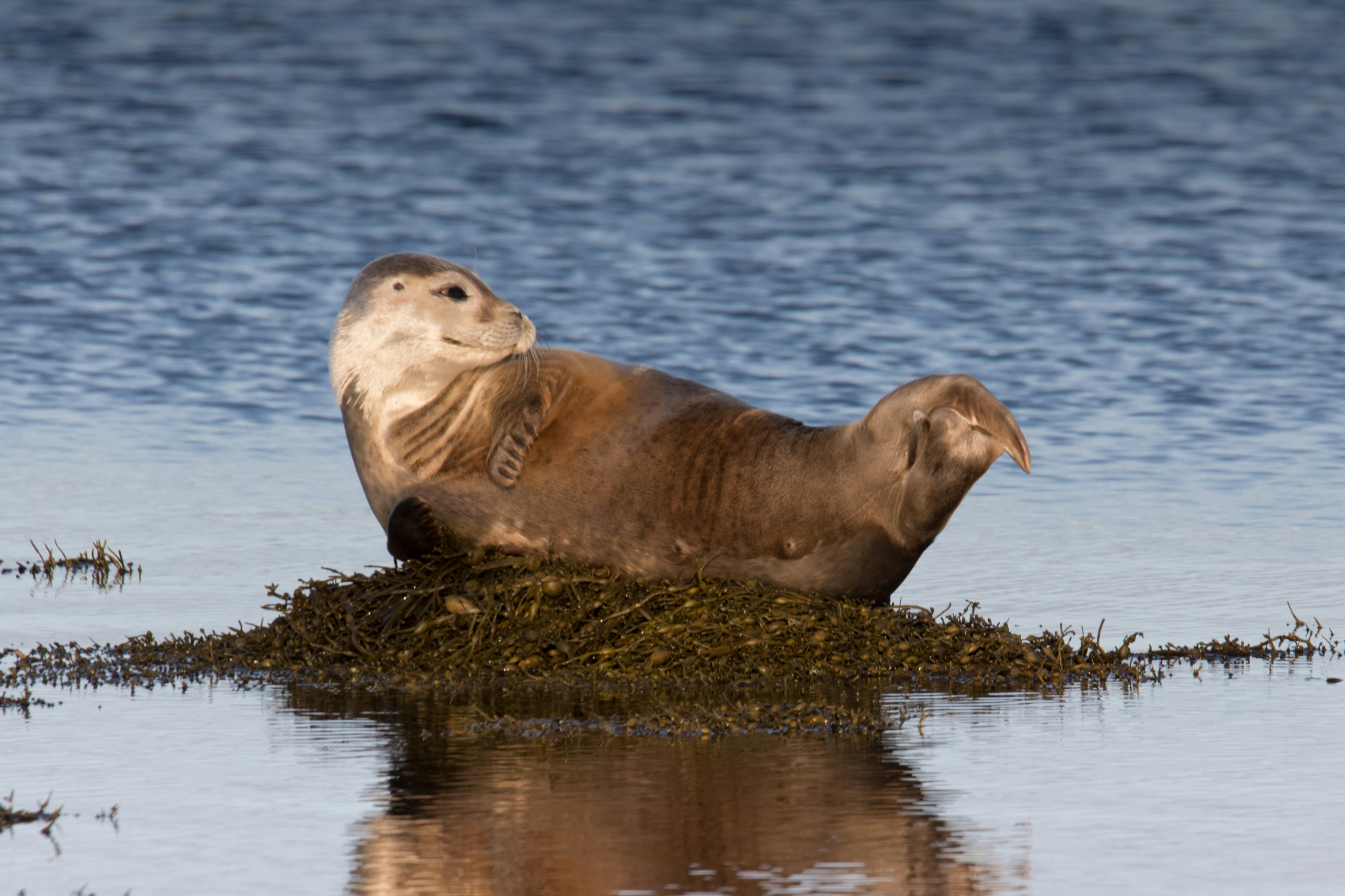 Seals on the beach, Reykjavík Capital Area