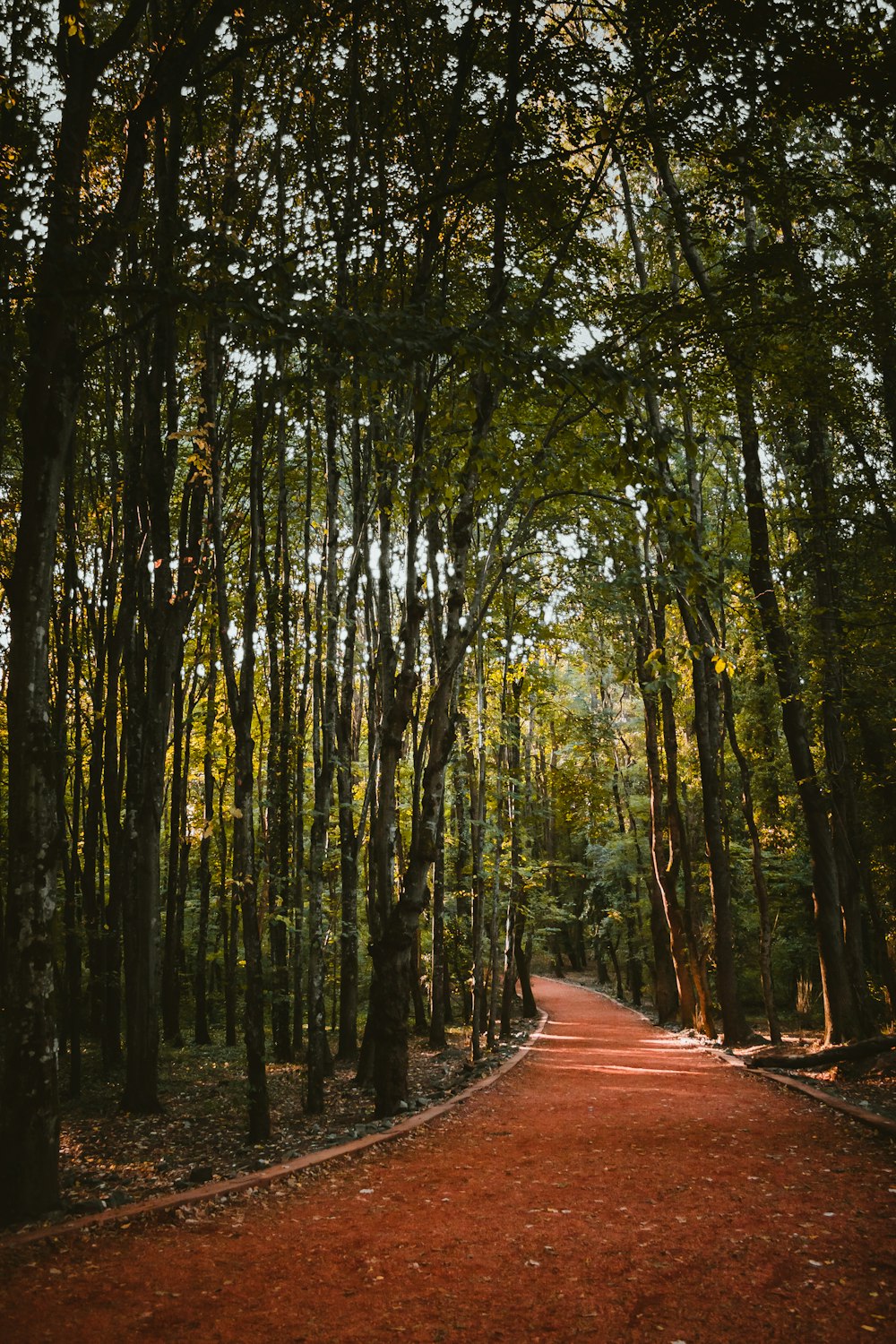empty pathway surrounded by trees