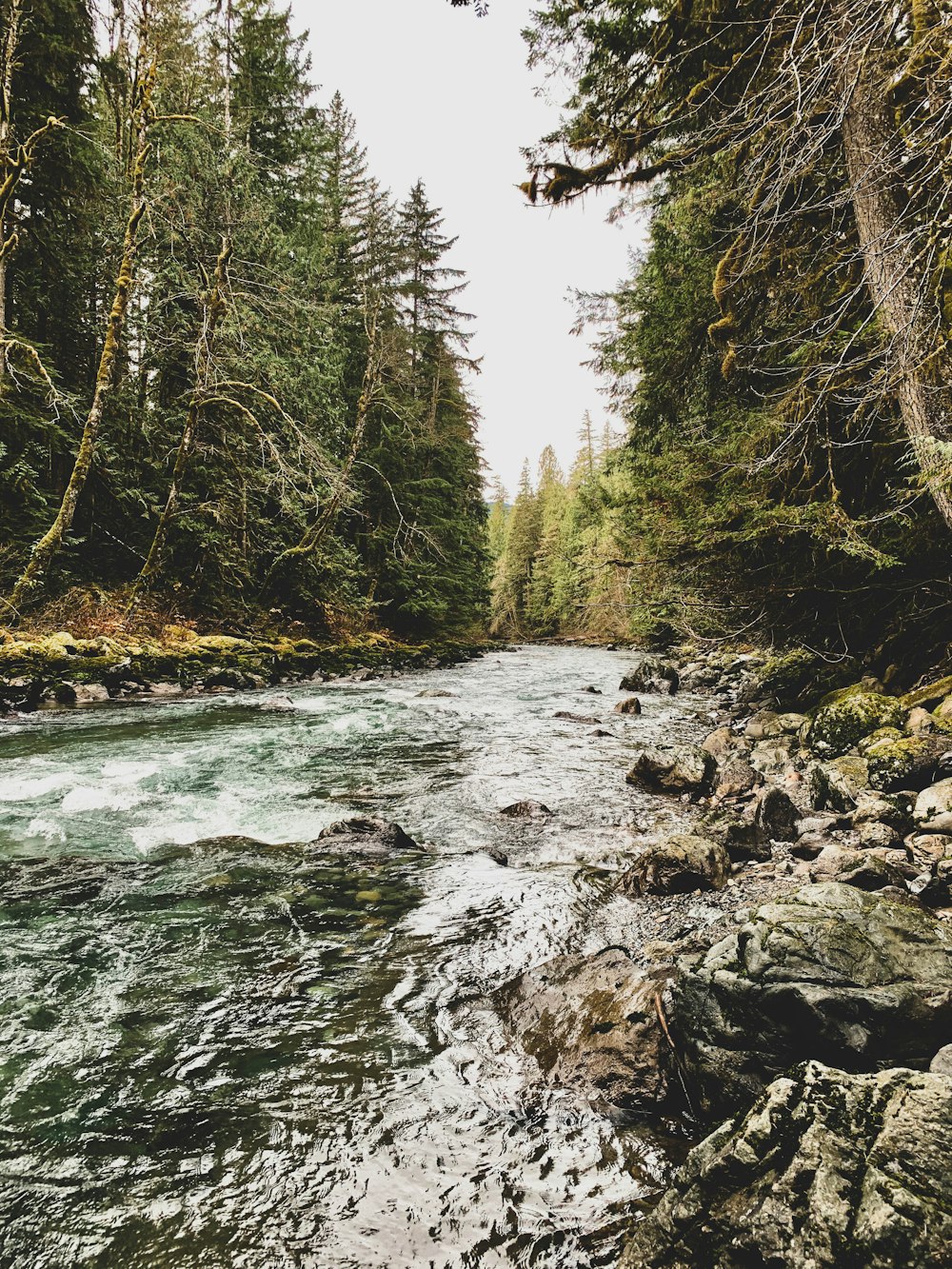 rivière entourée de pins
