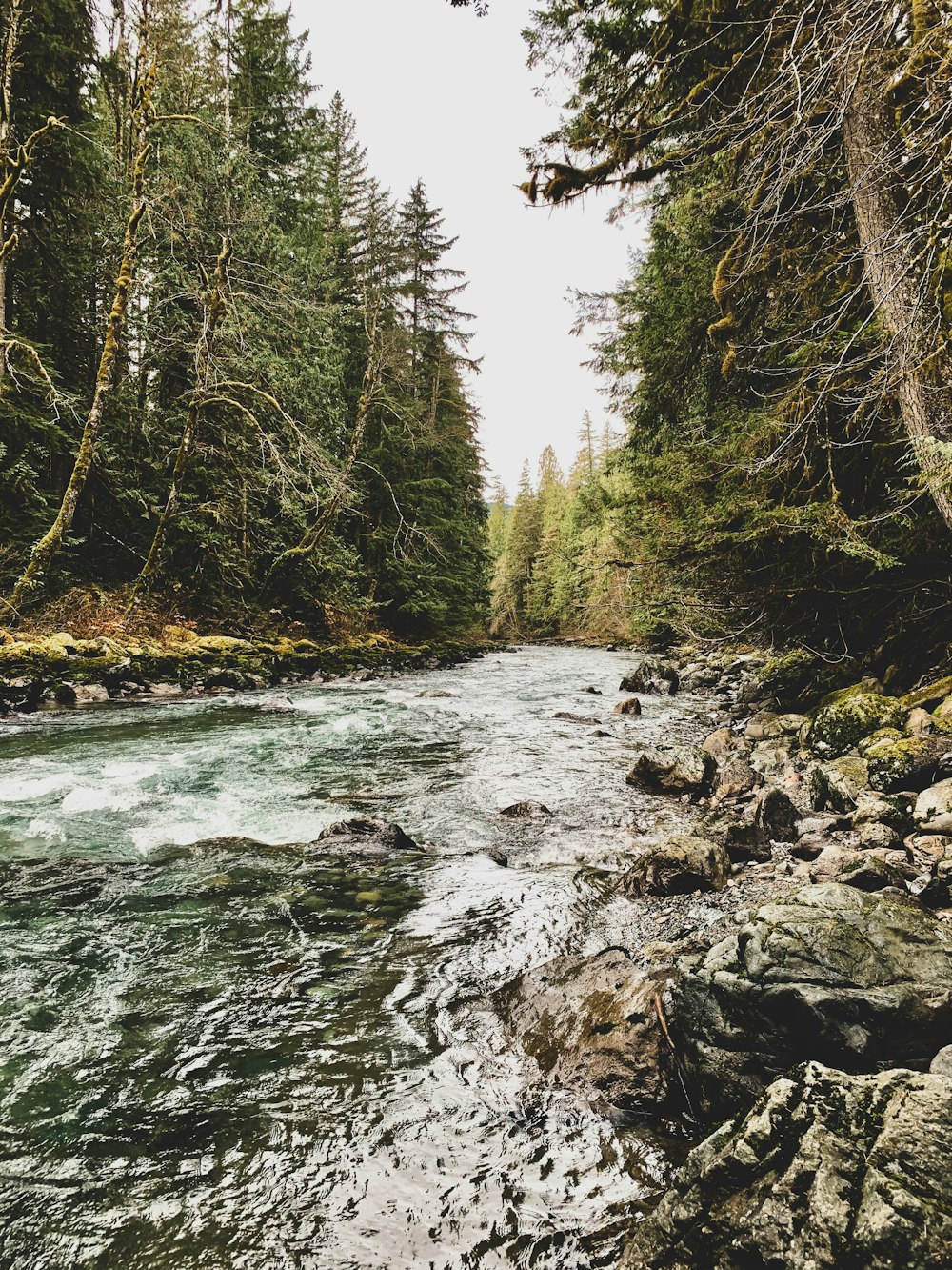 river surrounded by pine trees