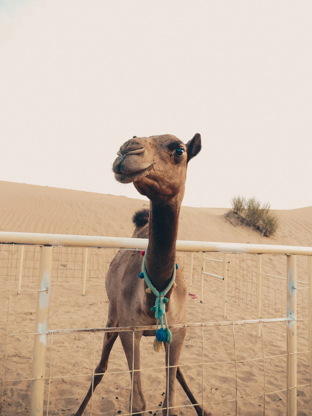 brown camel on cage