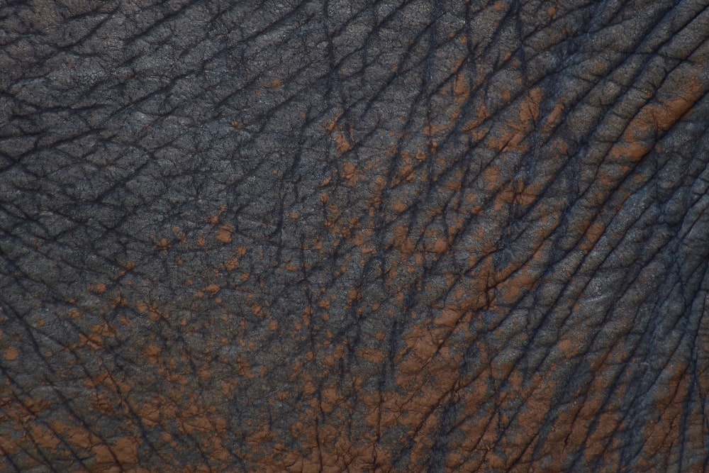 a close up view of the skin of an elephant