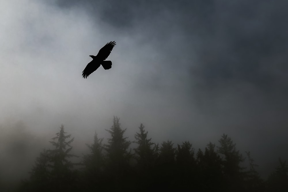 pájaro volador cerca de los árboles