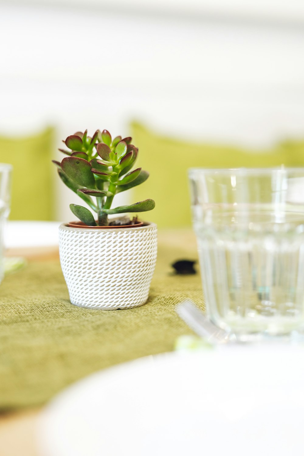green plant in white ceramic vase beside clear drinking glass