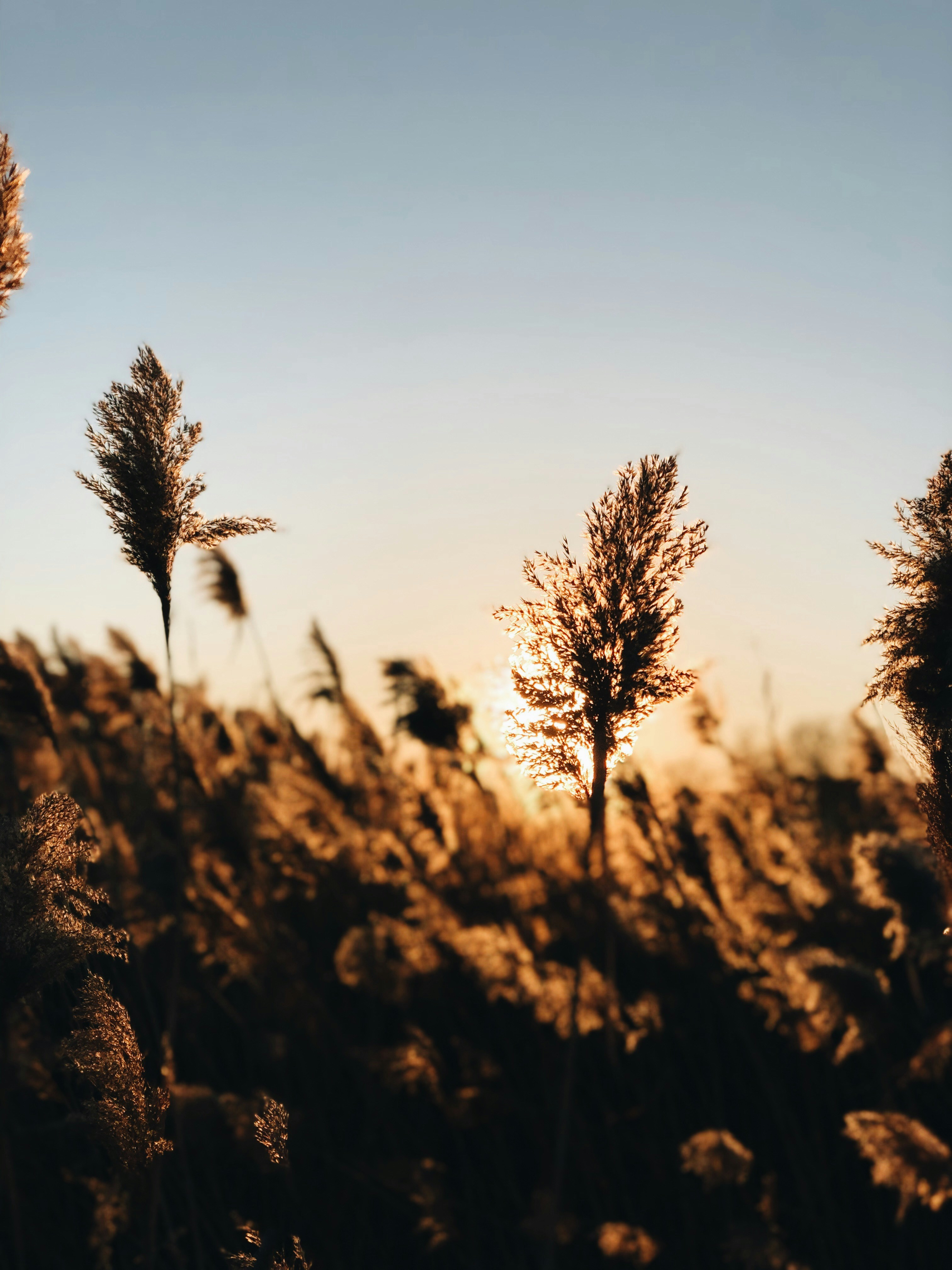 Photo by viktoria_svishch