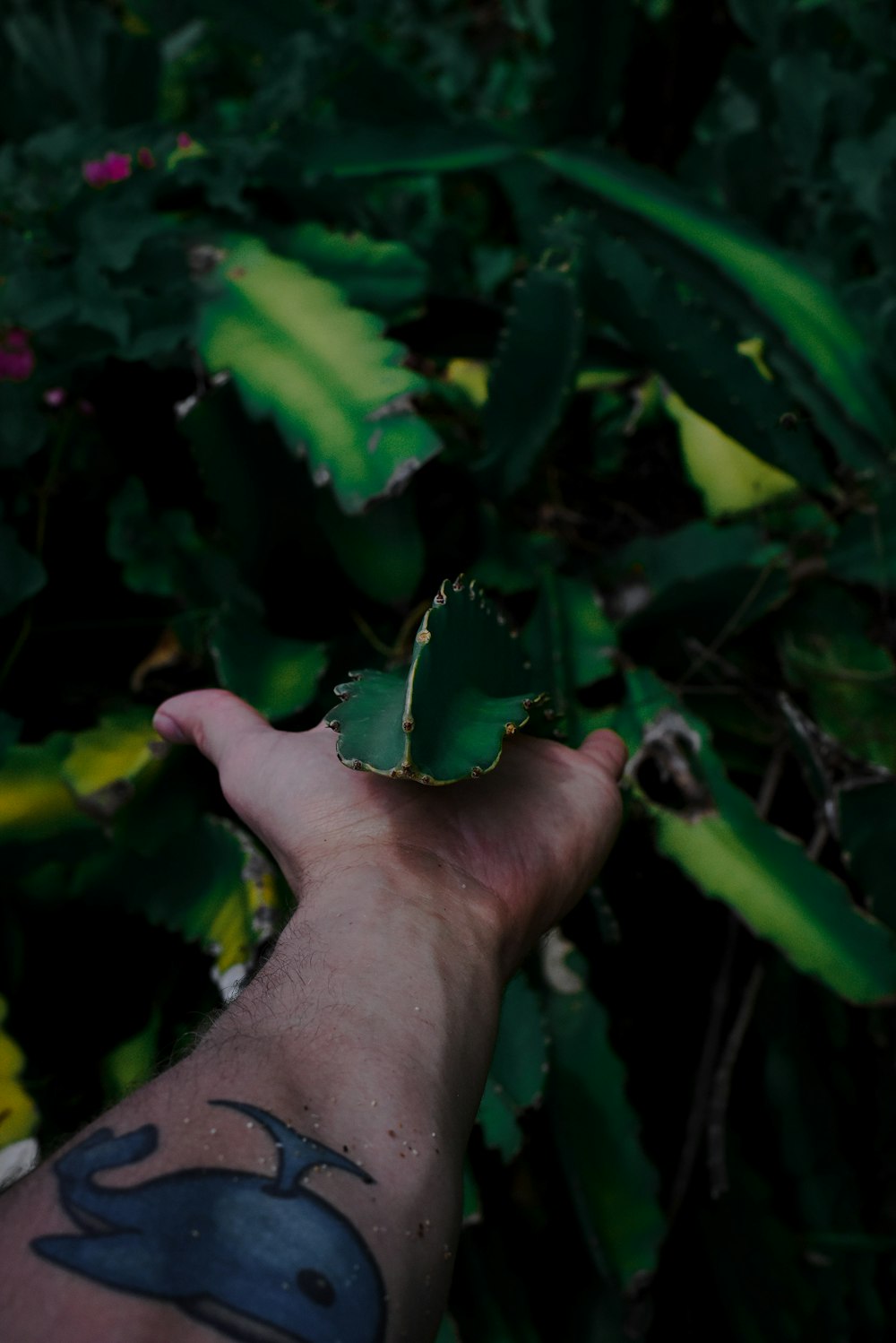 person holding green plant