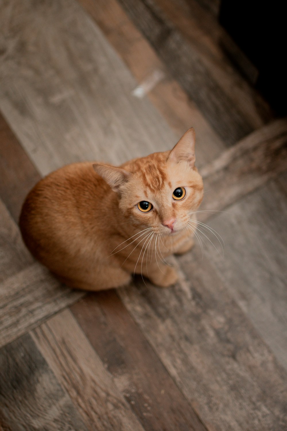 Eine orangefarbene Katze, die auf einem Holzboden sitzt