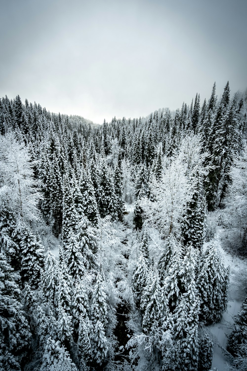 grayscale photo of pine trees covered by snow