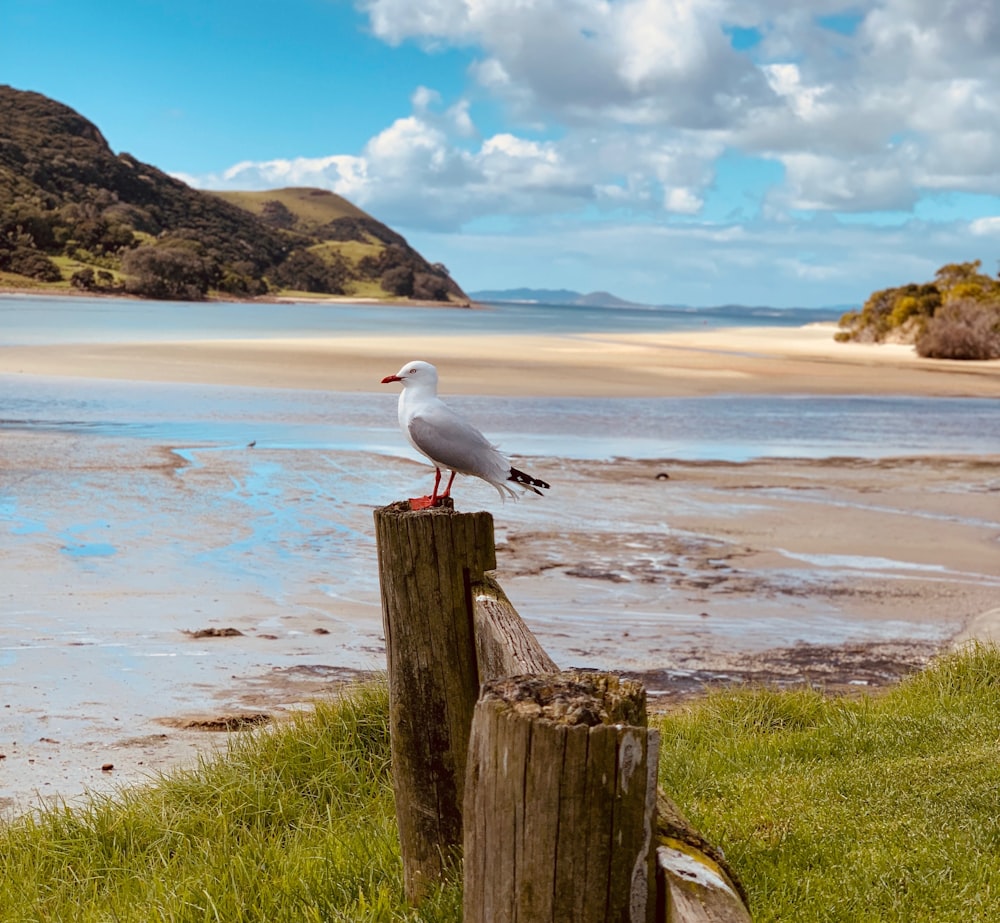 white bird on wood log near body of water