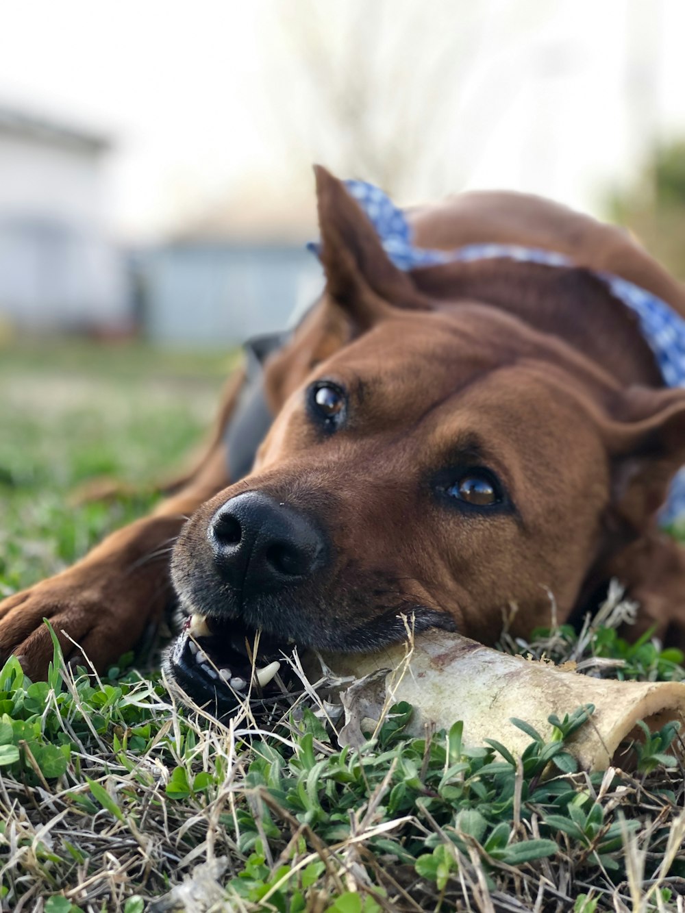 selective focus photo of chocolate dog biting bone