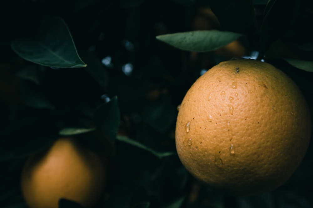selective focus photo of citrus fruit