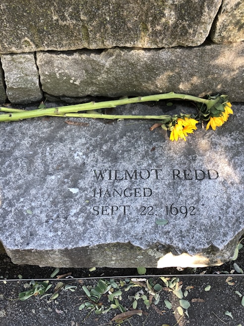 A stone plaque is situated on a ground covered with pebbles and fallen leaves. It bears the engraved text 'Wilmot Redd Hanged Sept. 22, 1692'. Resting on top of the stone, there is a perished sunflower with a long stem.