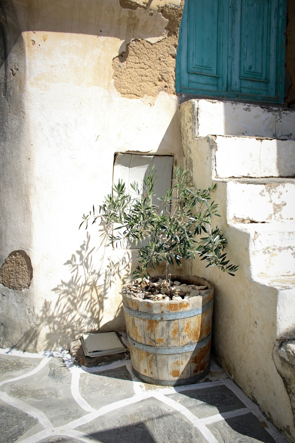 green-leafed plant