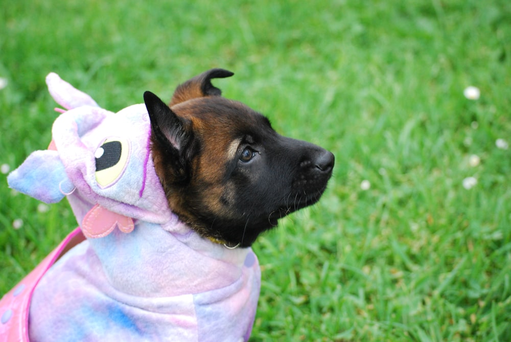 brown and black puppy in pink costume