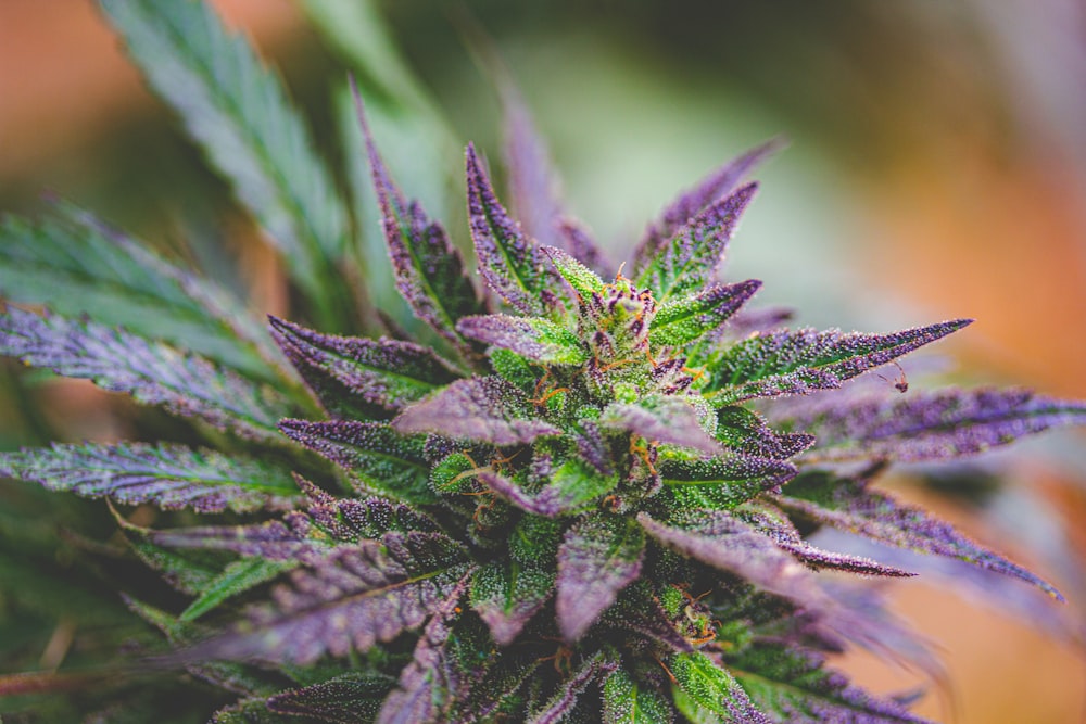 a close up of a purple flower with green leaves