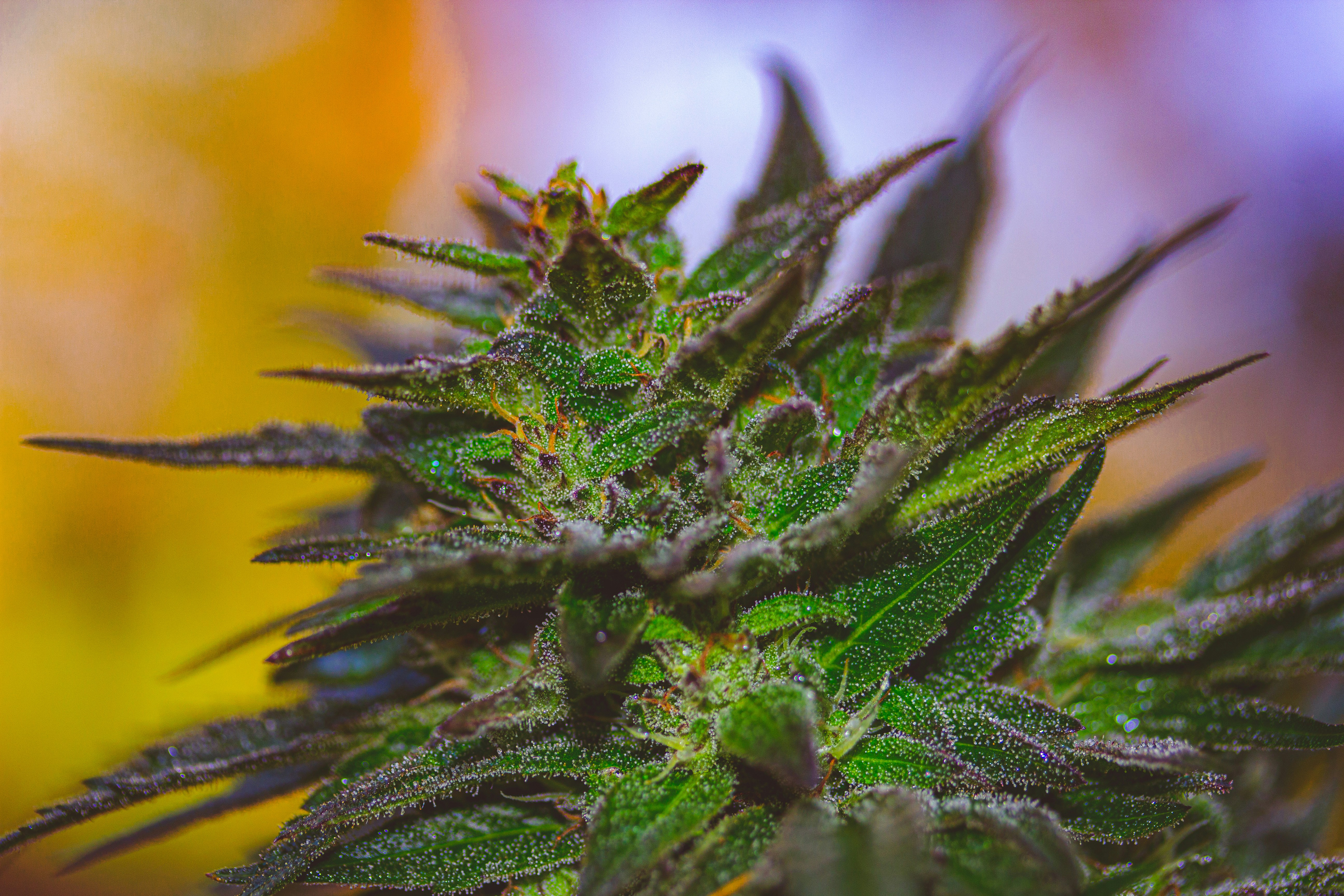 Photo by chrislillie