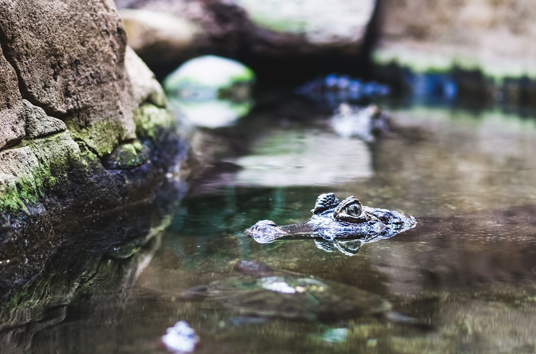 Watercourse photo spot Barcelona Zoo Spain