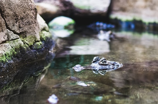 selective focus photography of black animal on body of water in Barcelona Zoo Spain