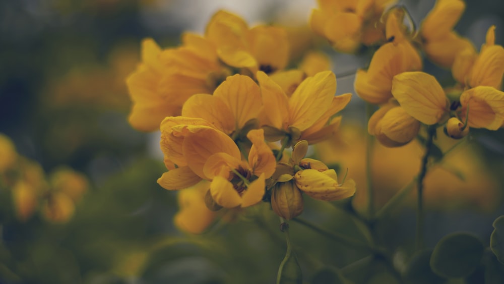 노란 꽃잎이 달린 꽃의 선택적 초점 사진
