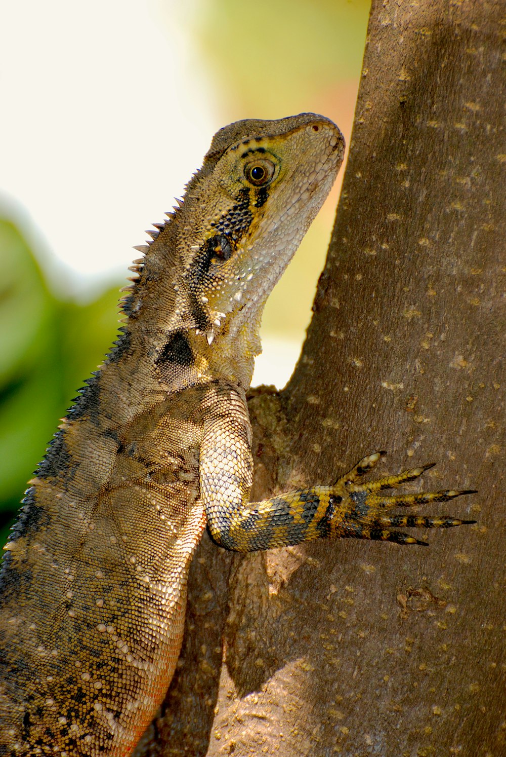 brown and gray reptile on tree