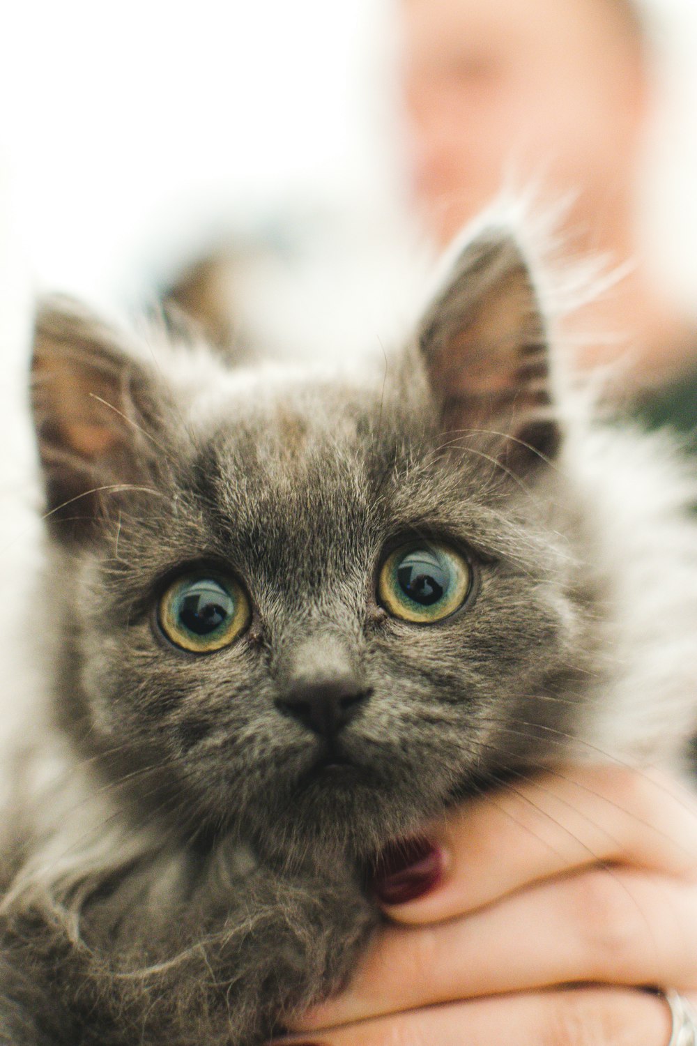 person carrying gray cat