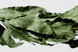 green-leafed plant