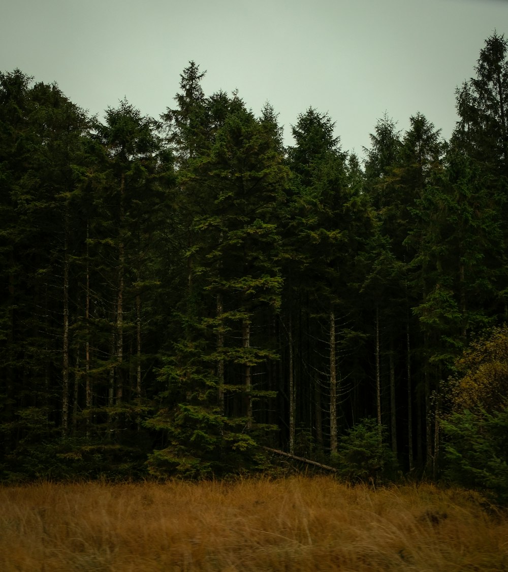 trees beside grass field