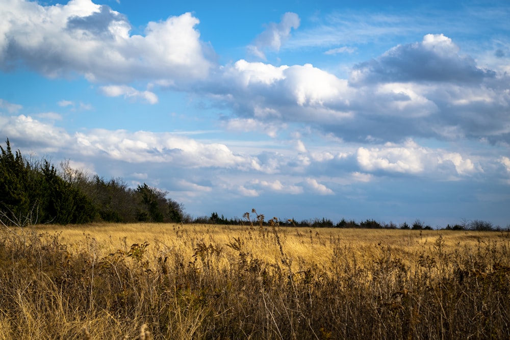 grass field