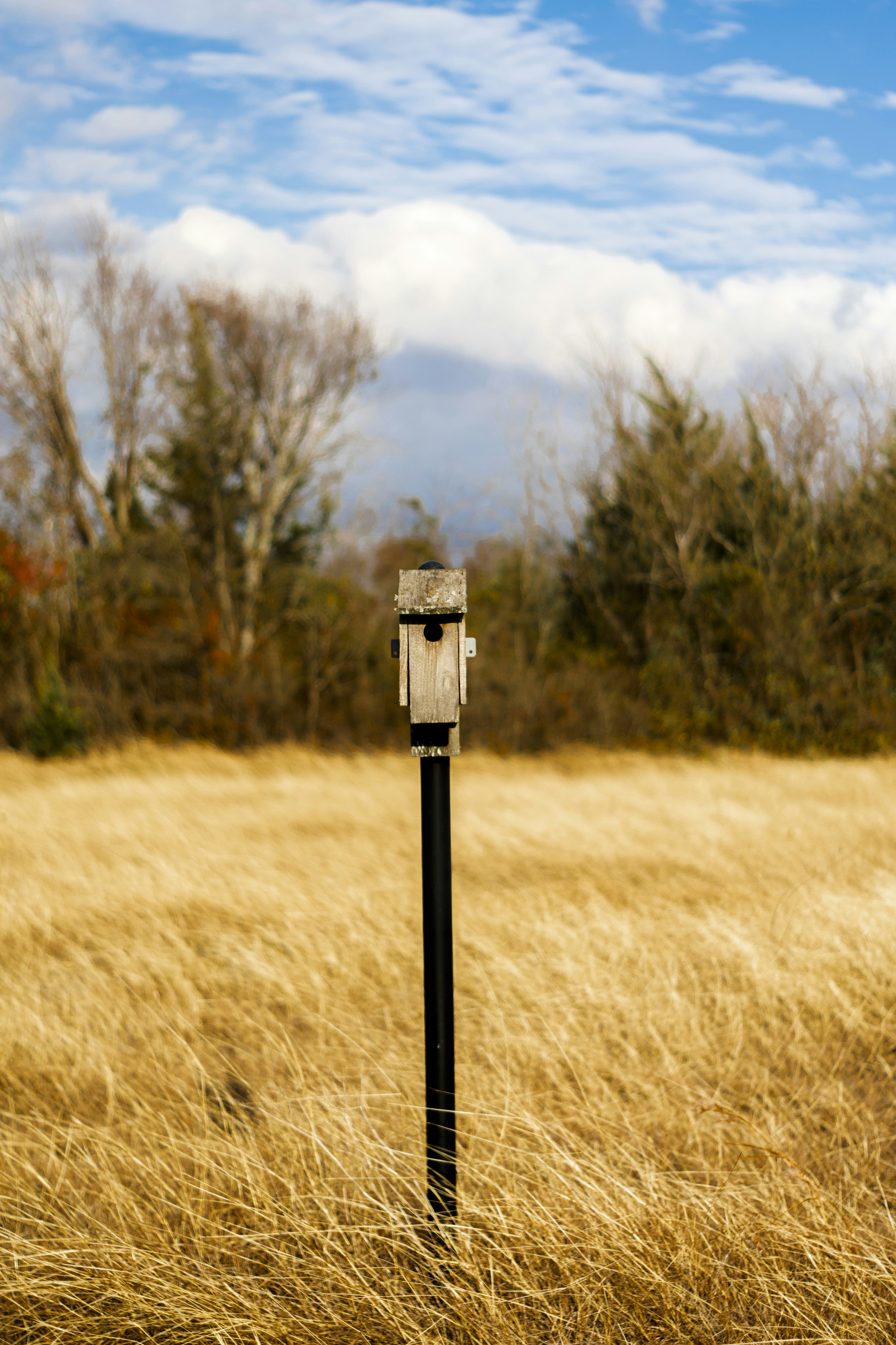 Black Bird Feeder On Grass Field Photo Free Car Image On Unsplash