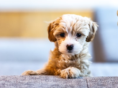 selective focus photo of puppu puppy google meet background