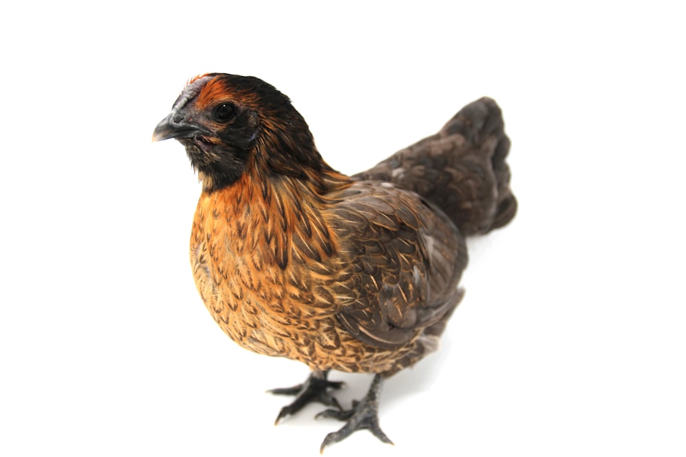 brown and gray hen