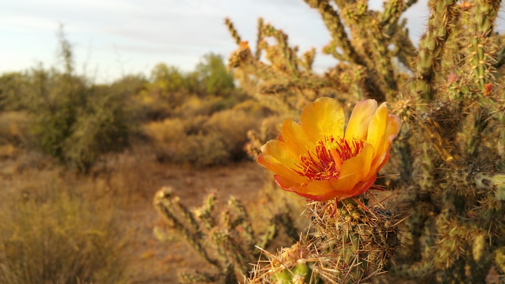 selective focus photo of orange flower