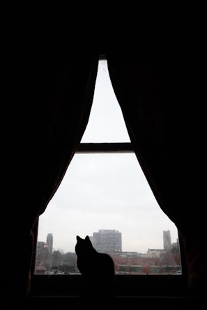 A black cat perched elegantly on a windowsill with city lights behind
