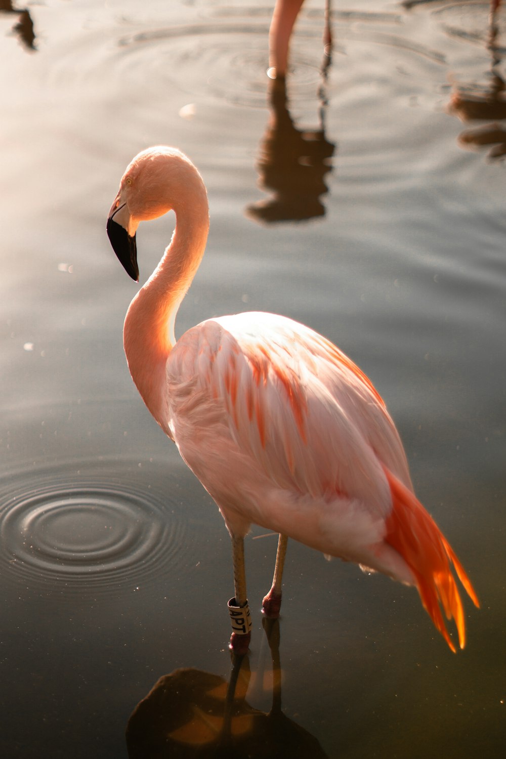 flamingo on body of water