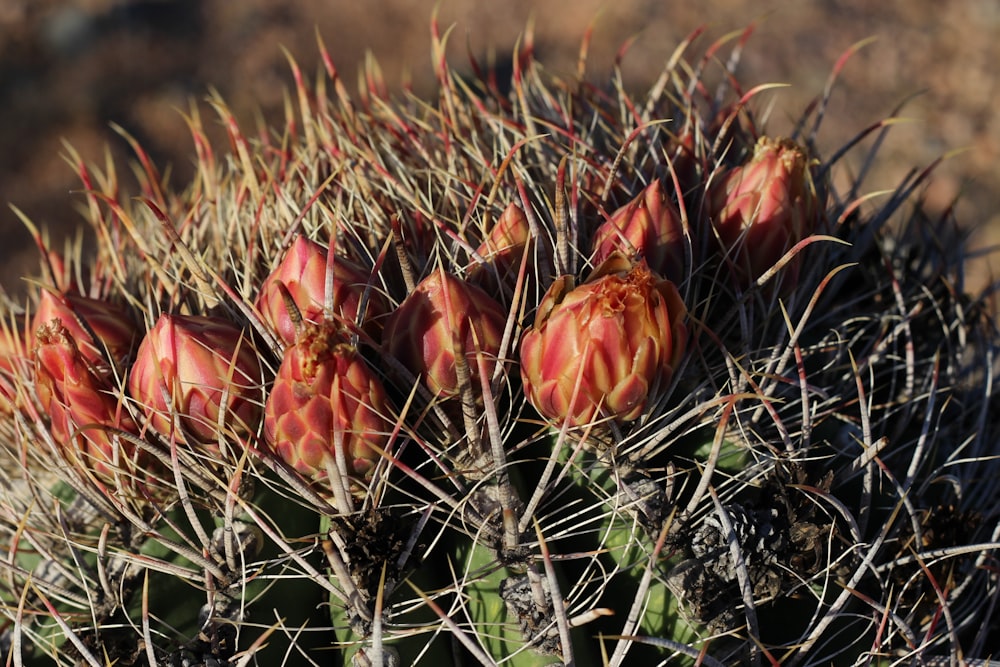 a close up of a cactus with red flowers