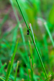 Macro shot of an ant climbing a dewy blade of grass with sunlight filtering through