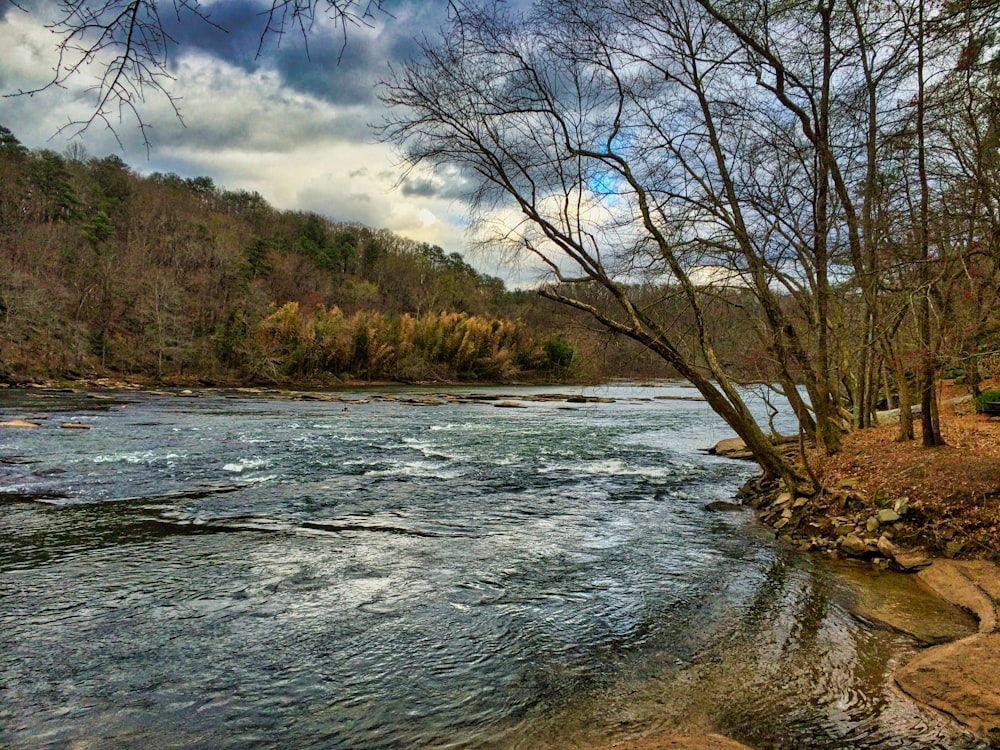 green trees beside river