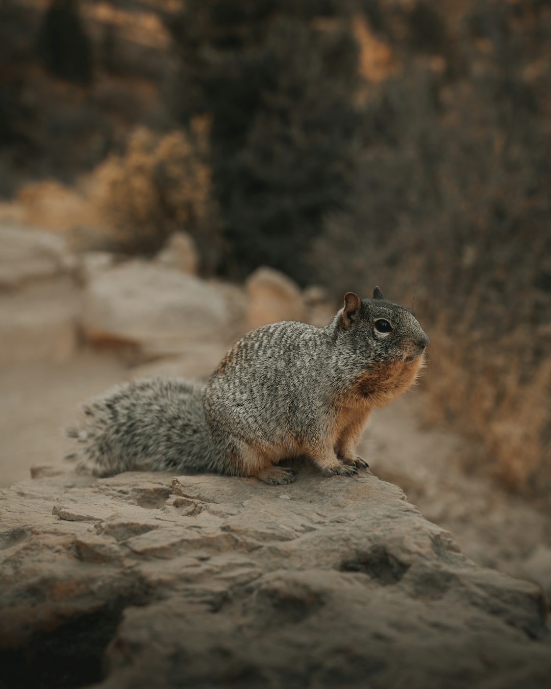 grey squirrel