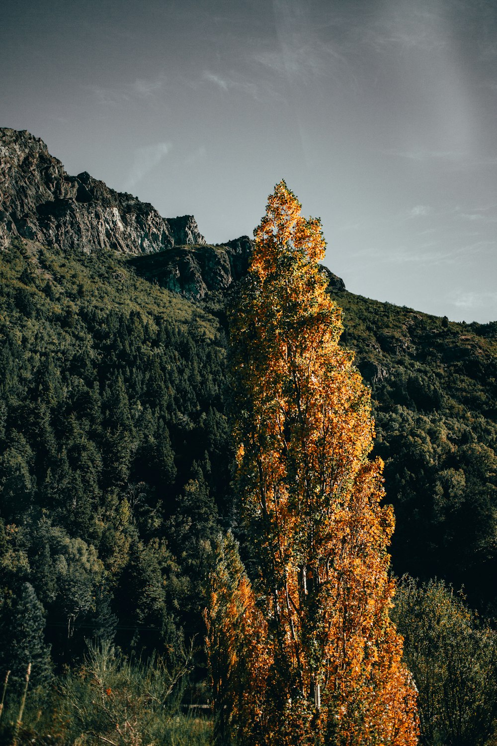 green and brown trees under gray sky during daytime