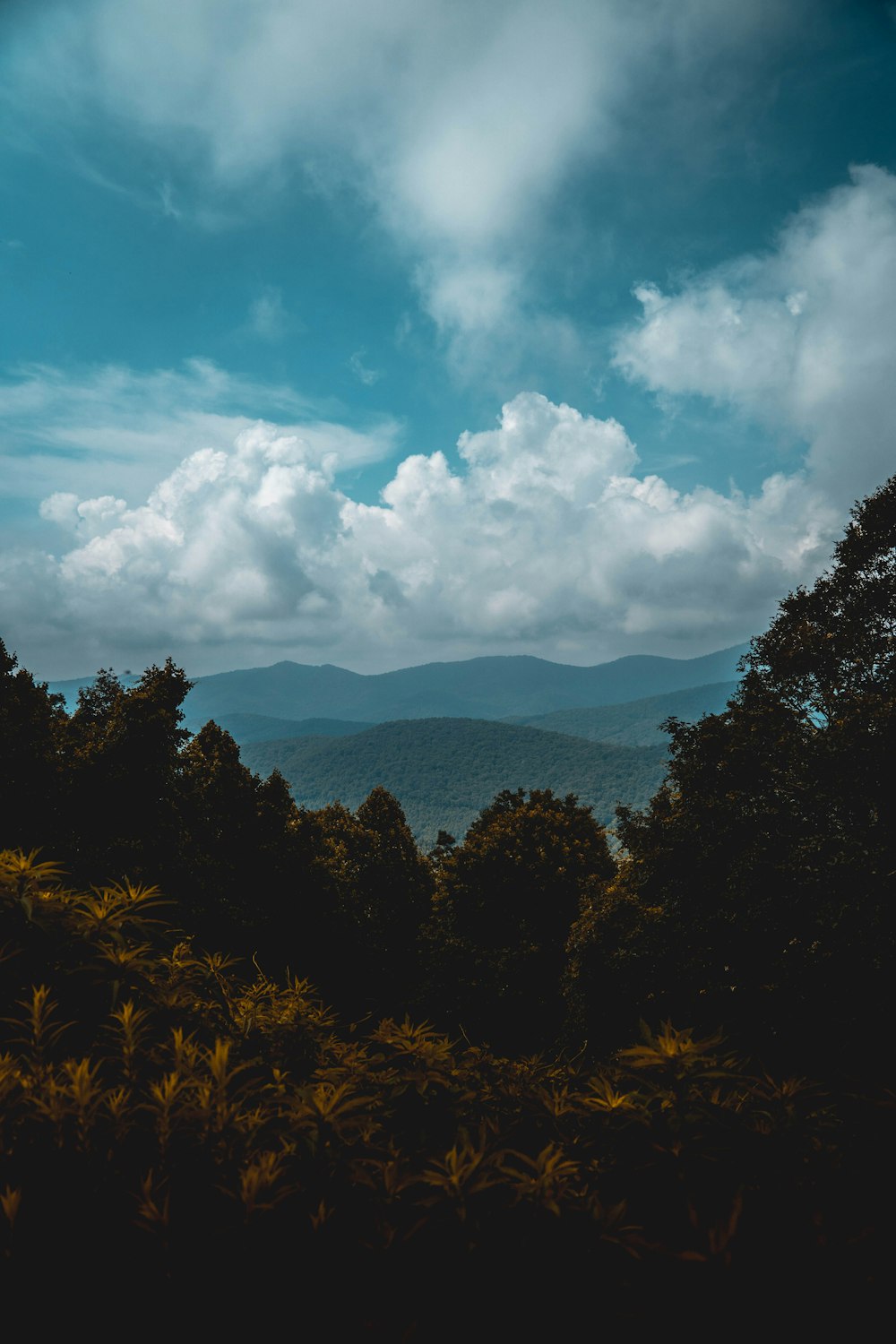 árvores com vista para o cume da montanha