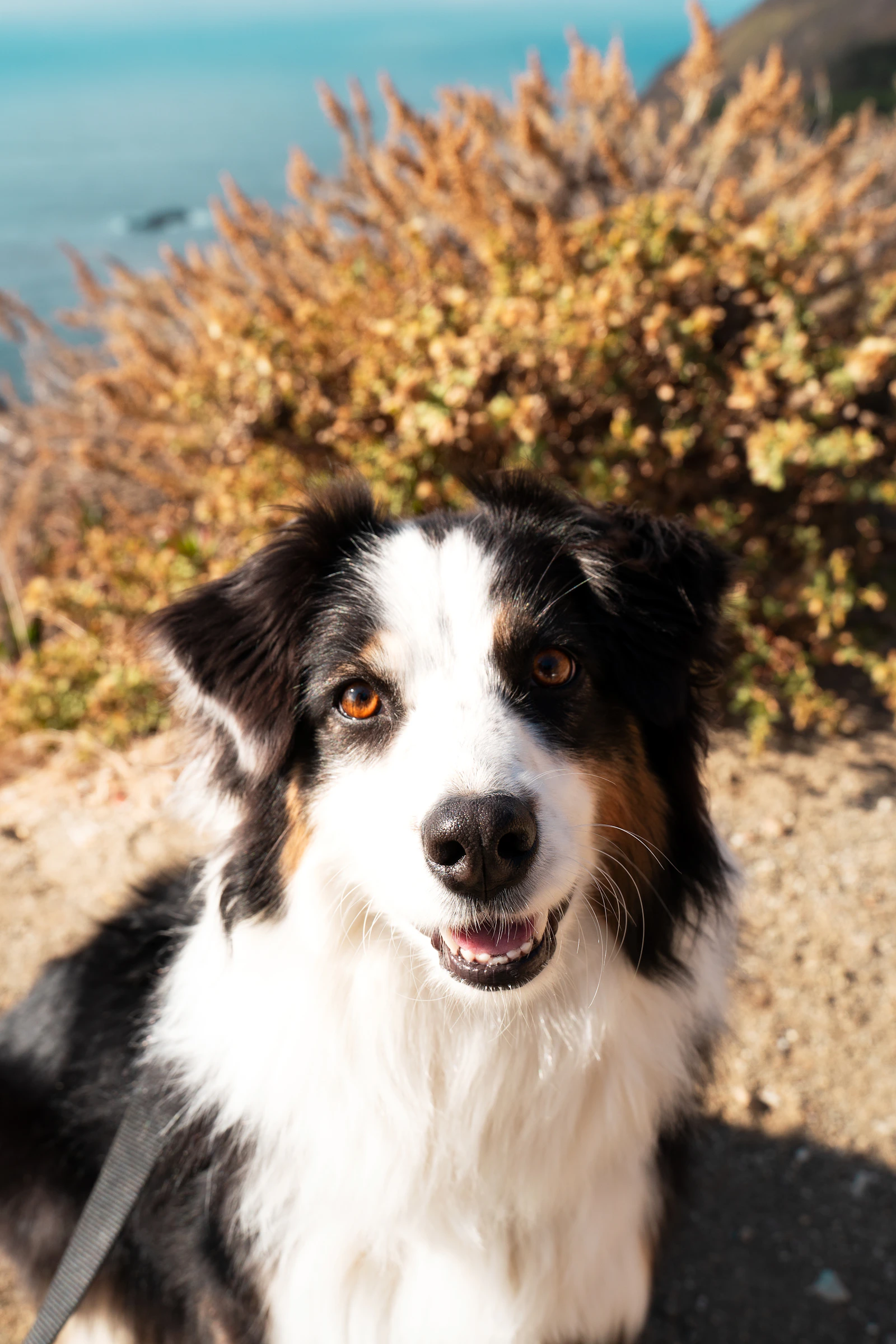 Adult tricolour Australian Shepherd portrait, photo on Unsplash