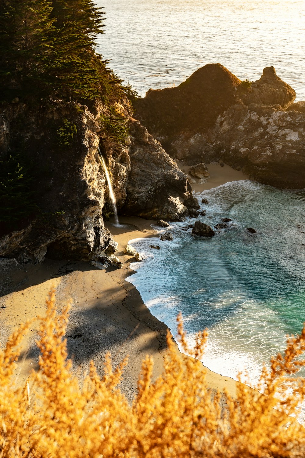 alberi accanto alla spiaggia