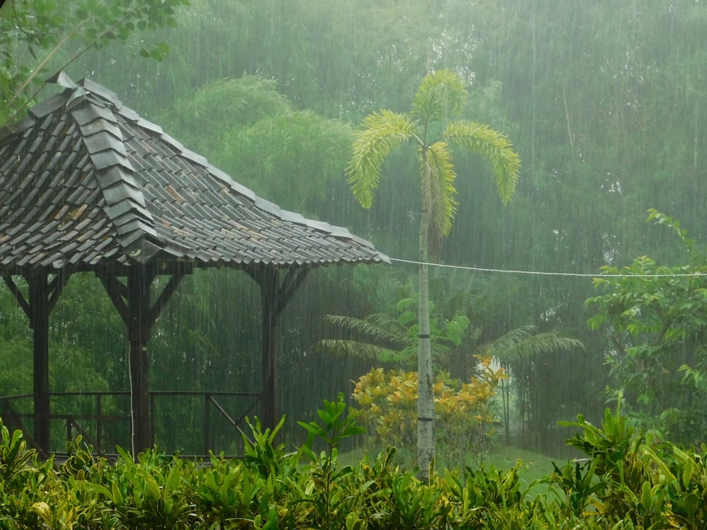 brown canopy surrounded by trees