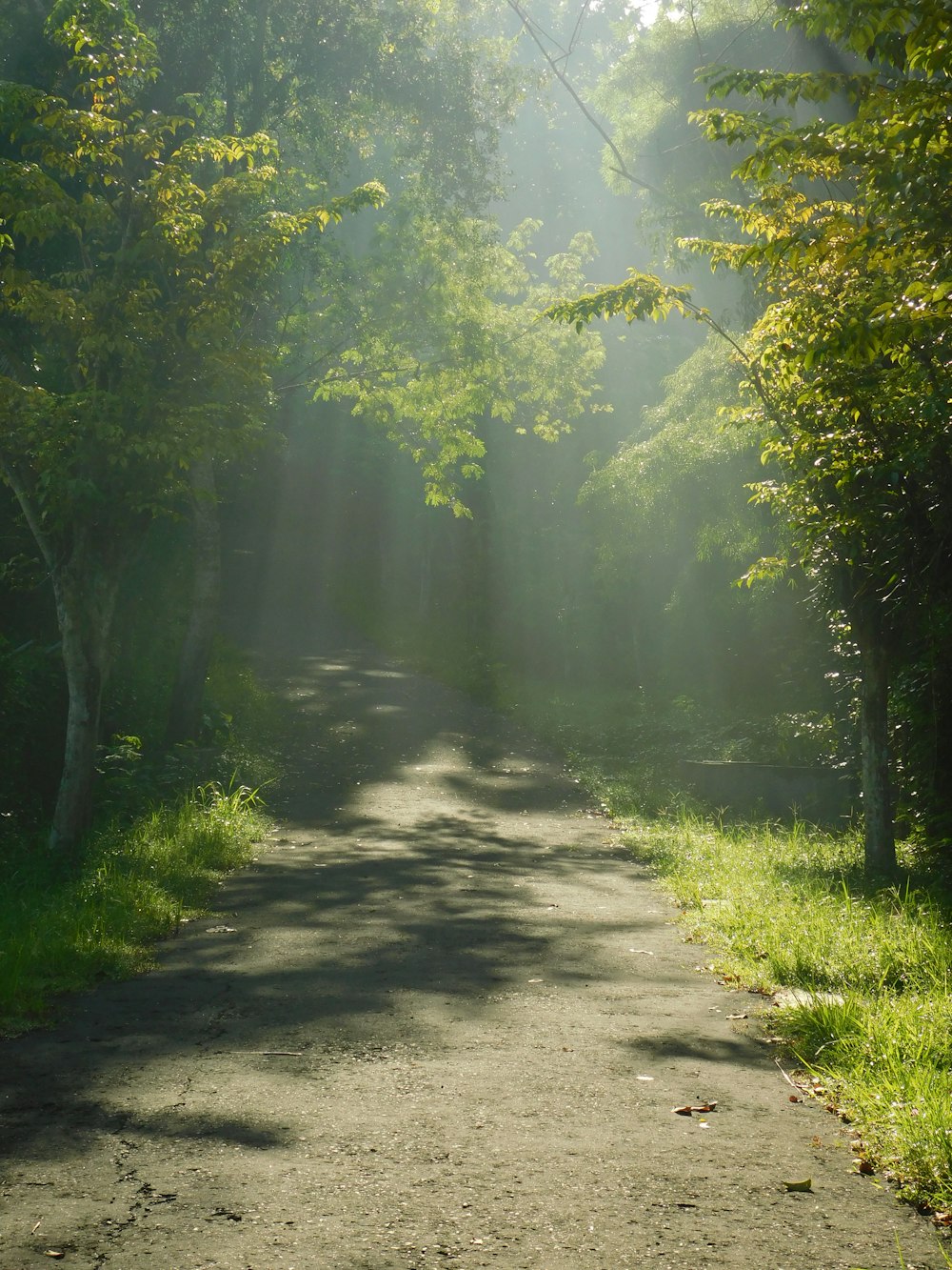 trees beside road