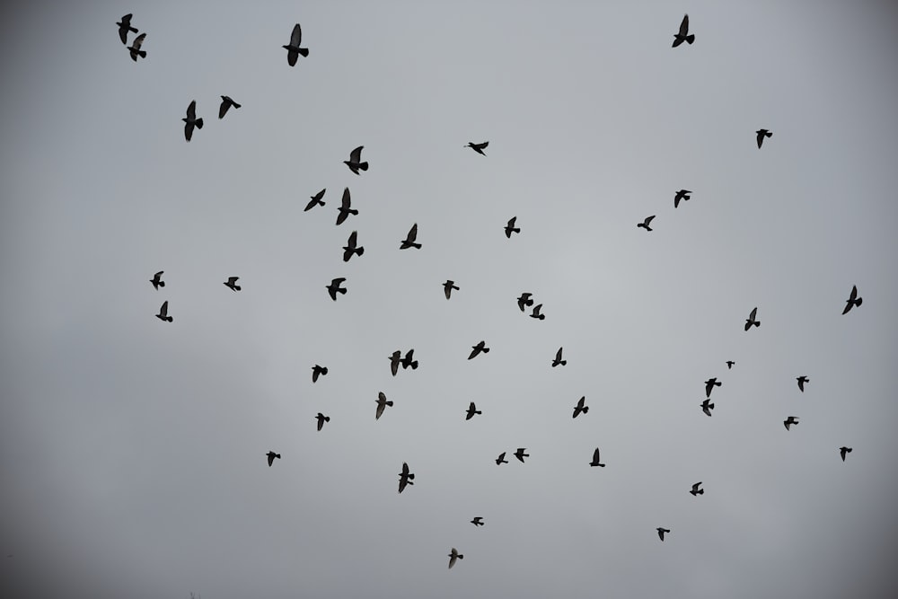 flock of birds on sky