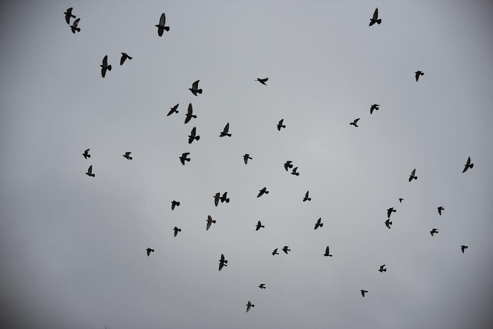 bandada de pájaros en el cielo