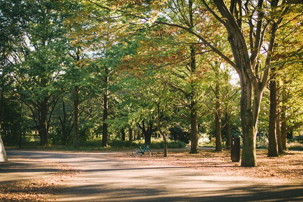 pathway beside trees